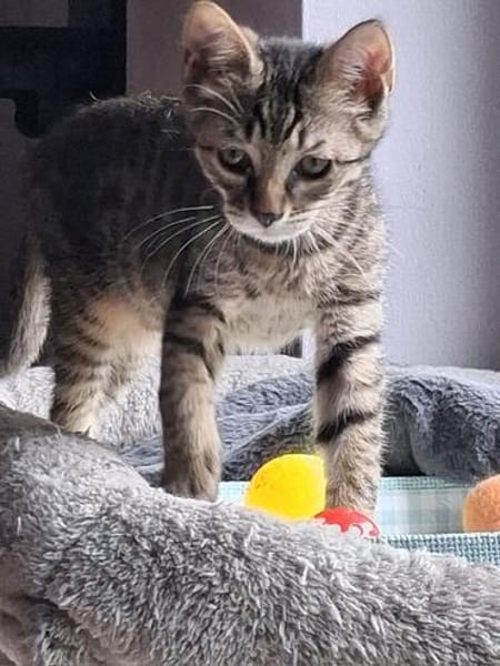 Bijou & Hilde Kitten
