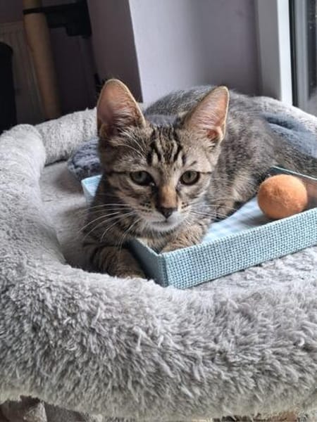 Bijou & Hilde Kitten