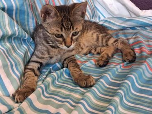 Bijou & Hilde Kitten