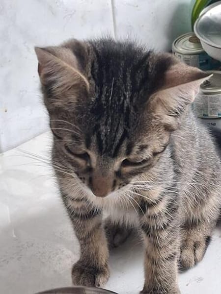Bijou & Hilde Kitten