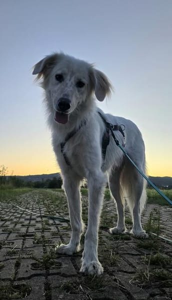Sancho sucht sein Für-immer-Zuhause