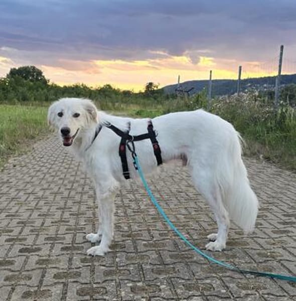 Sancho sucht sein Für-immer-Zuhause