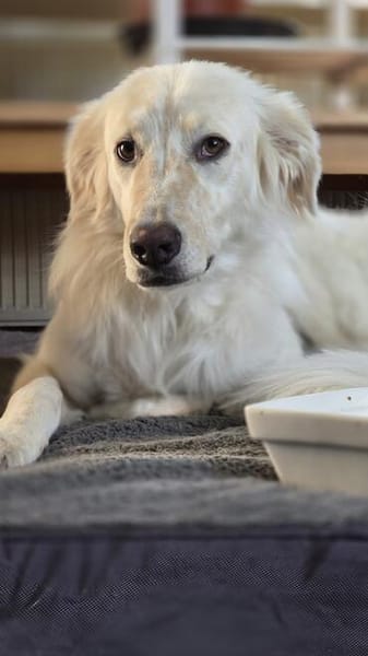 Sancho sucht sein Für-immer-Zuhause