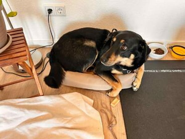 Tolle Fanny sucht warmes Körbchen