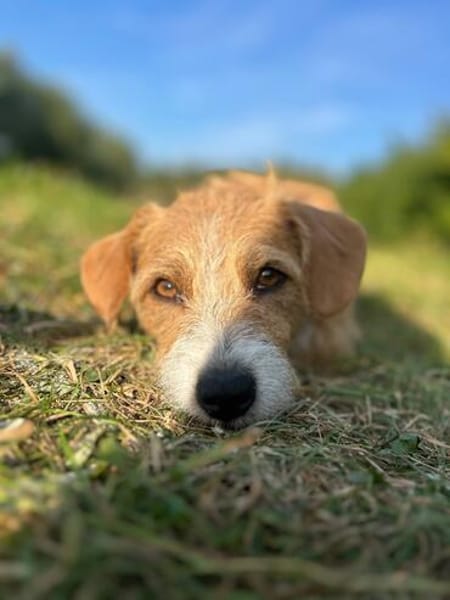 Manolito  menschenbezogen, verschmust und lernfreudig