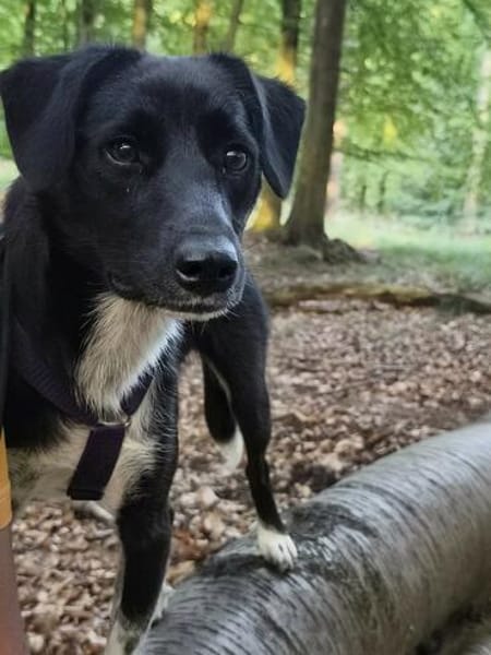 Delila  freundlich, neugierig und verkuschelt