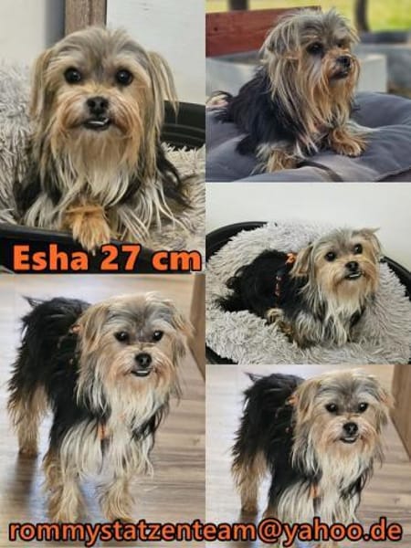 Esha ist neugierig und freundlich