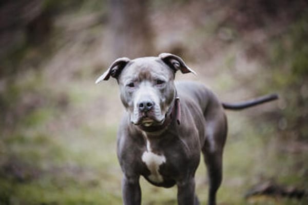 Nilo American Staffordshire Terrier sucht erfahrenes Zuhause