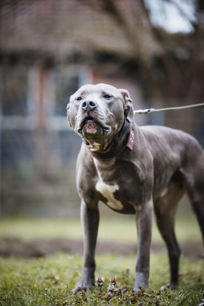 Nilo American Staffordshire Terrier sucht erfahrenes Zuhause