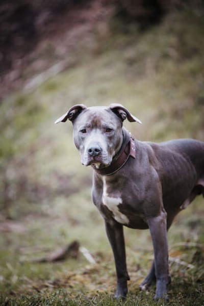 Nilo American Staffordshire Terrier sucht erfahrenes Zuhause