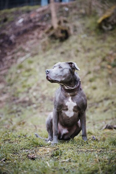 Nilo American Staffordshire Terrier sucht erfahrenes Zuhause