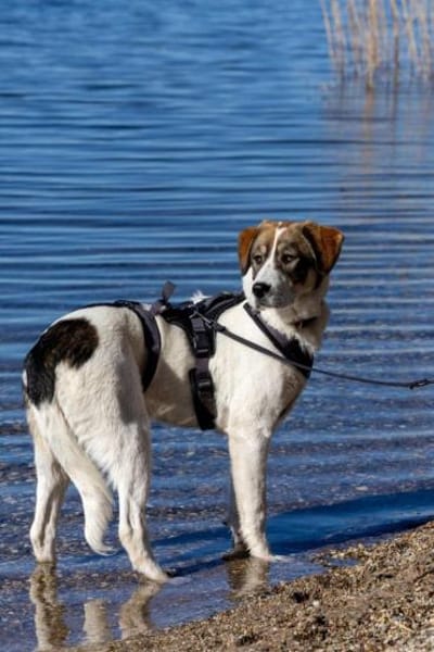 Sugar - wartet in Sachsen-Anhalt