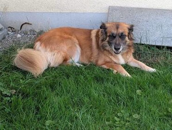 Lelani sucht ihr Für-immer-Zuhause