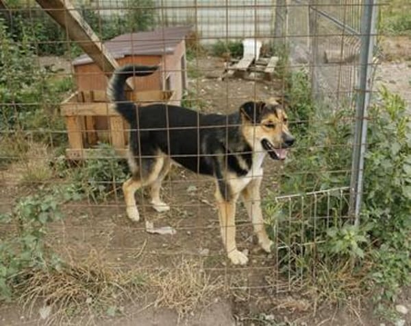 Liebevolles Zuhause für Nero gesucht