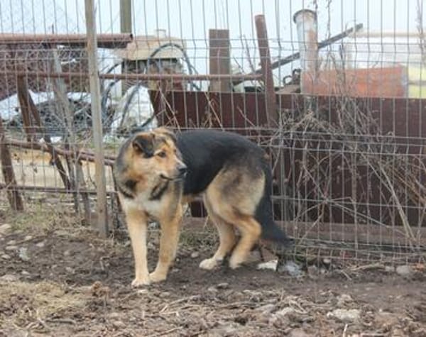Liebevolles Zuhause für Nero gesucht