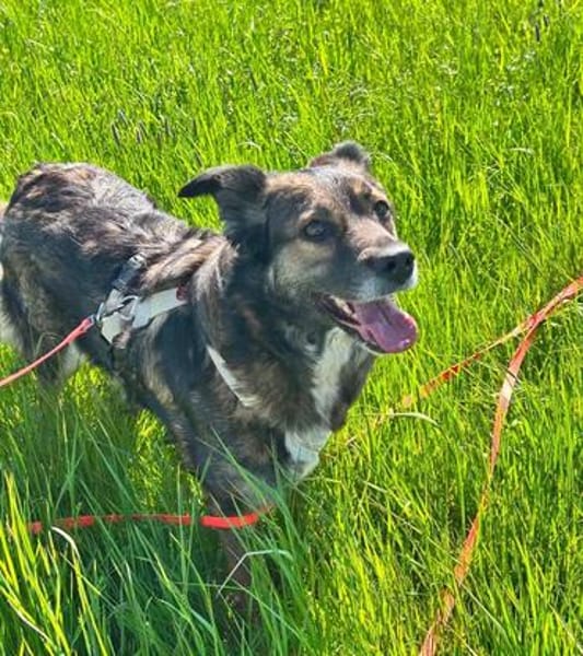 Luna sucht ein neues Zuhause