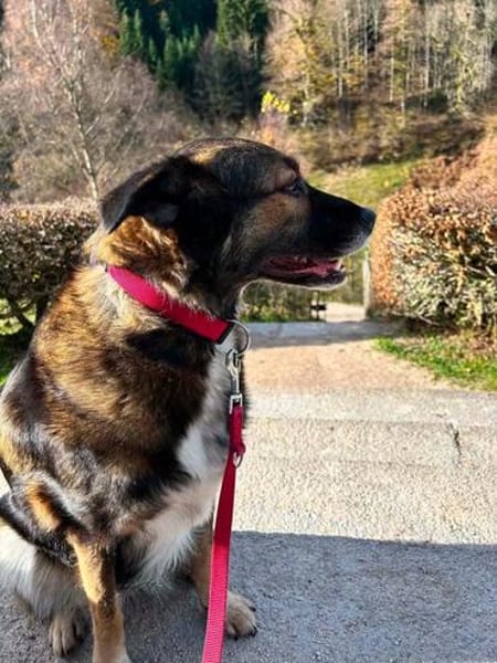 Luna sucht ein neues Zuhause
