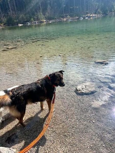 Luna sucht ein neues Zuhause