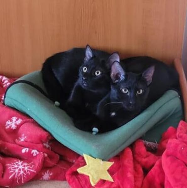 Tom & Ruby - Tolle Lackfellchen suchen  Familie