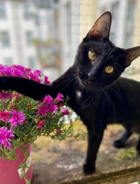 Tom & Ruby - Tolle Lackfellchen suchen  Familie