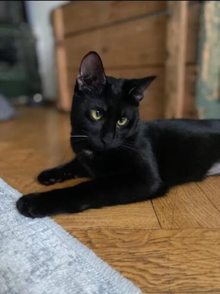 Tom & Ruby - Tolle Lackfellchen suchen  Familie