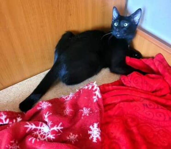 Tom & Ruby - Tolle Lackfellchen suchen  Familie
