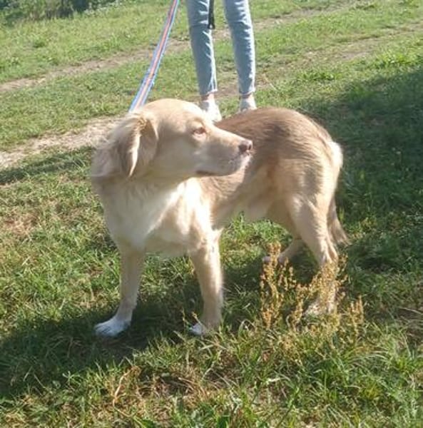 Balou sucht nach Enttäuschung neues Zuhause