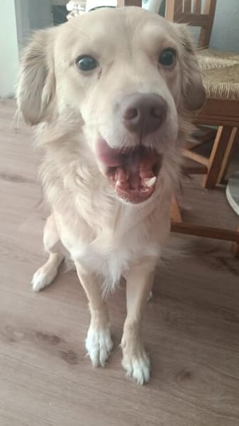Balou sucht nach Enttäuschung neues Zuhause