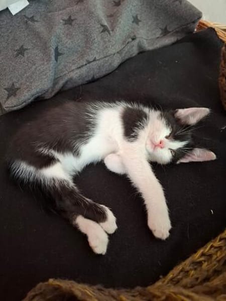 Babykater Fiete