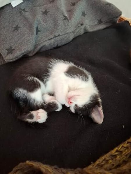 Babykater Fiete