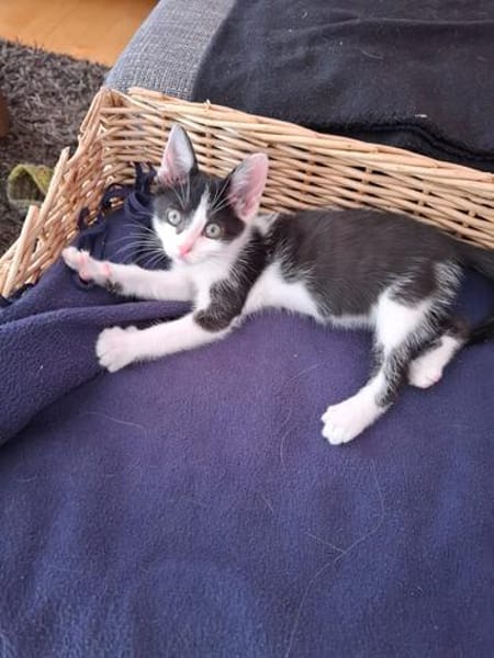 Babykater Fiete