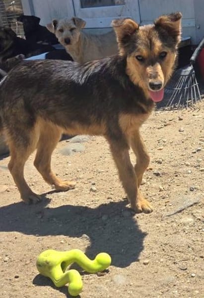 Gyoza, wer verliebt sich in sie?