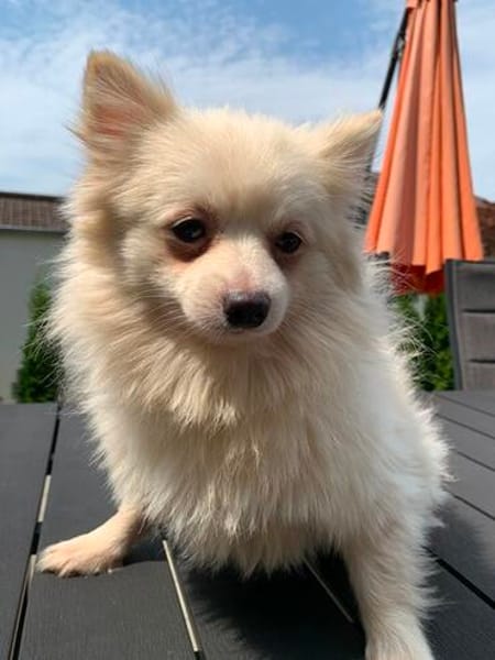 Chibo° in 86529 Schrobenhausen