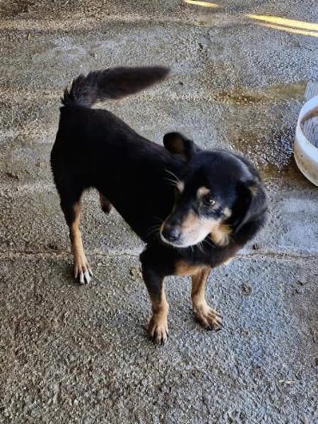 Bogi, 8 Jahre, handlich und lieb