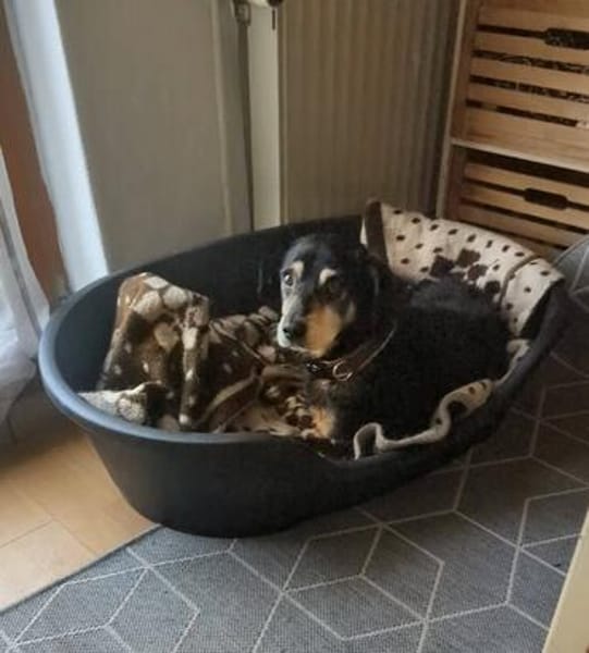 Bogi, 8 Jahre, handlich und lieb