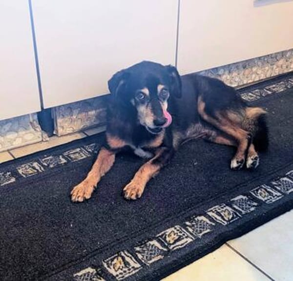 Bogi, 8 Jahre, handlich und lieb