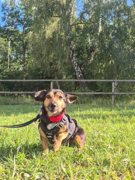 Heidi Tierschutzhund in 38448 Wolfsburg