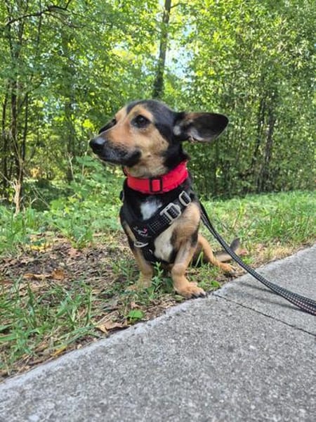 Heidi Tierschutzhund in 38448 Wolfsburg