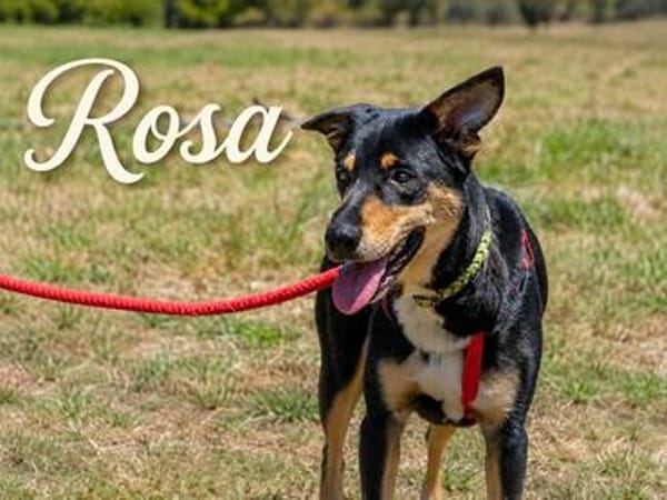 Rosa wartet in Süddeutschland auf ihr Zuhause