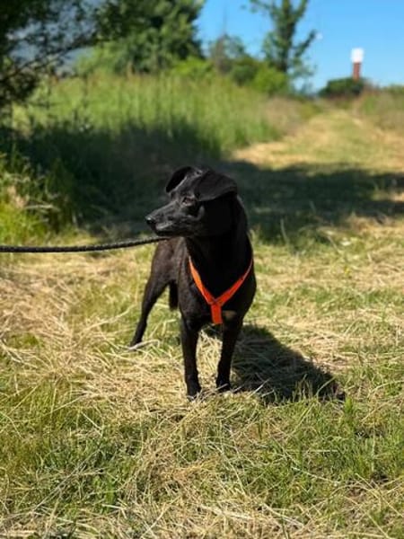 Freundliche Elsa sucht ein ruhiges Zuhause mit Herz