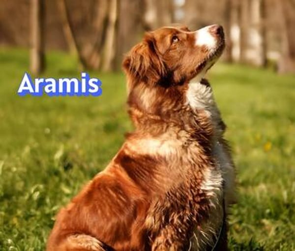 Vermittlungshilfe Aramis; 88239 Amtzell