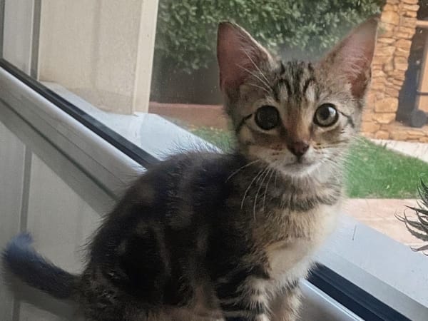 Opale [Chaton]