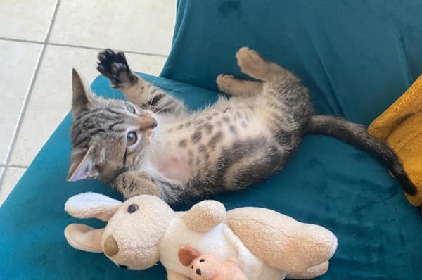 Opale [Chaton]