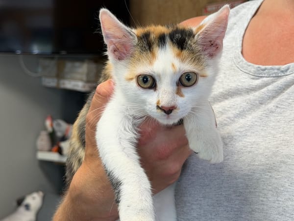 BEBE