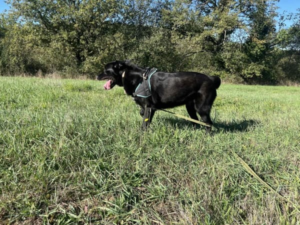 Beto