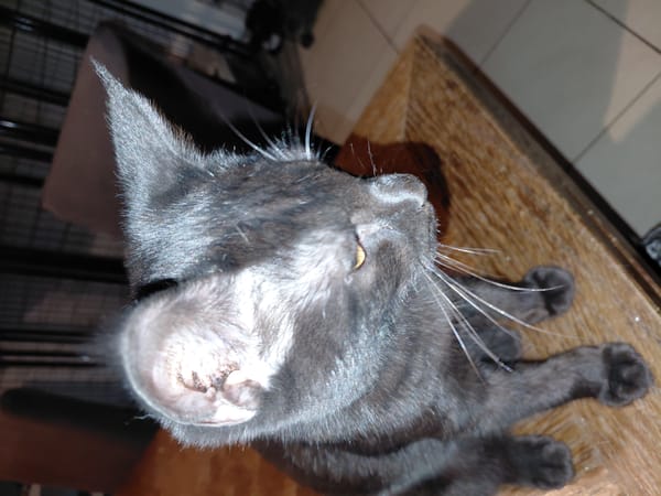 CHAT'PITRE chaton noir