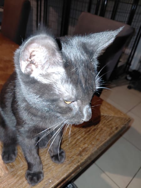CHAT'PERLIPOPETTE chatonne noir