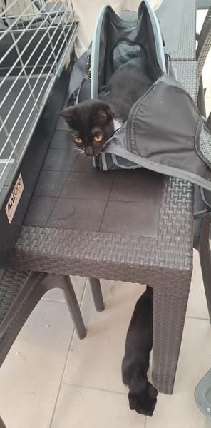 ALTESSE chatonne 1 an