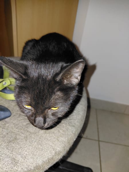CHAT'OUILLE chatonne noire
