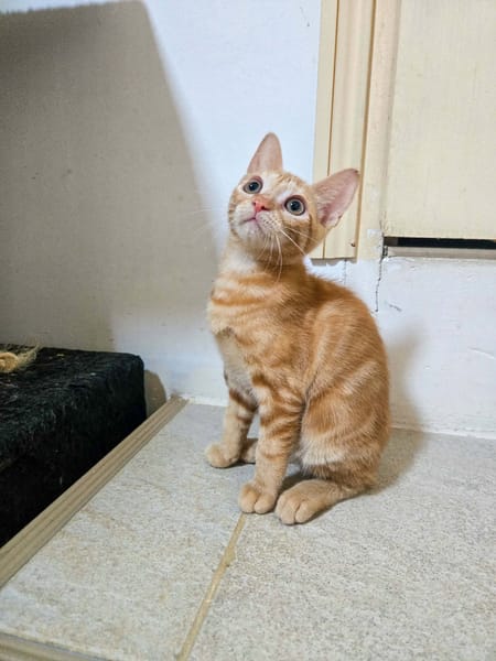 A l'adoption BERGAMOTE